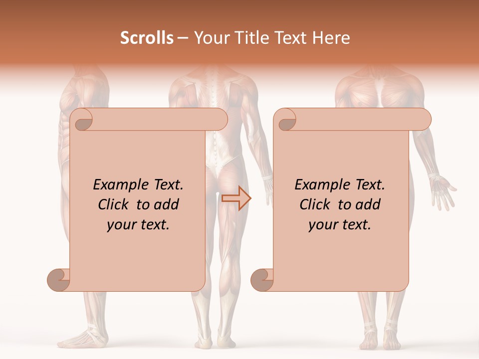 System Anatomical Human PowerPoint Template