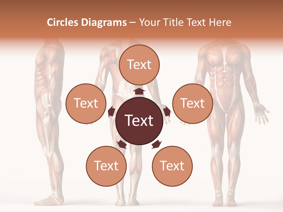System Anatomical Human PowerPoint Template