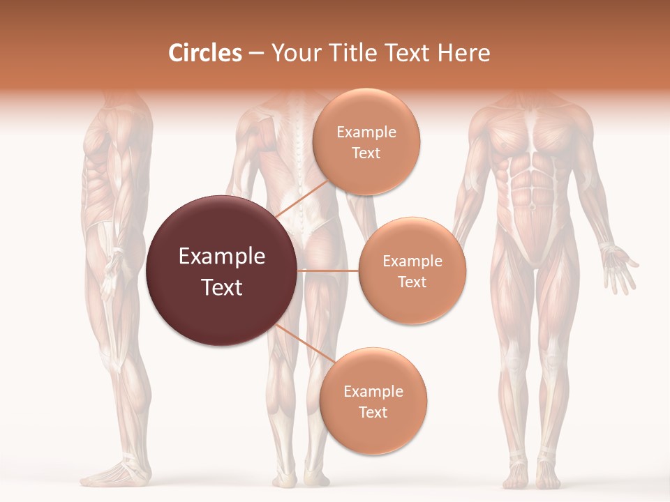 System Anatomical Human PowerPoint Template