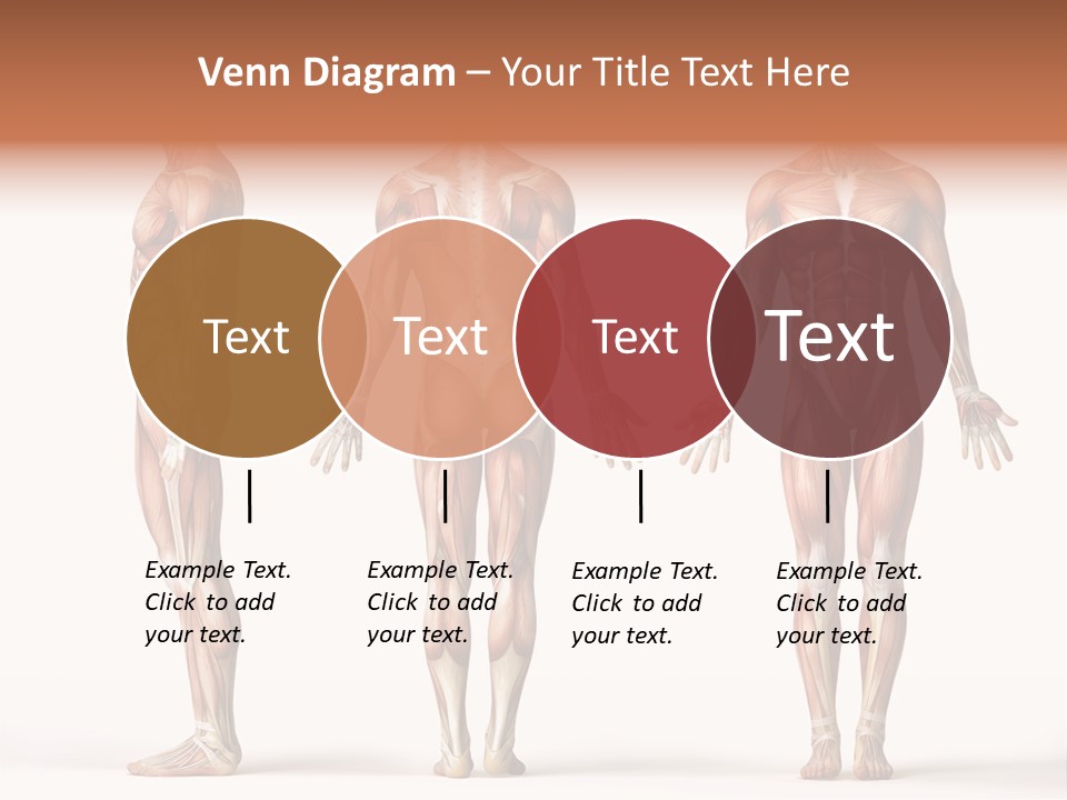 System Anatomical Human PowerPoint Template