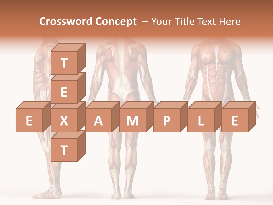 System Anatomical Human PowerPoint Template