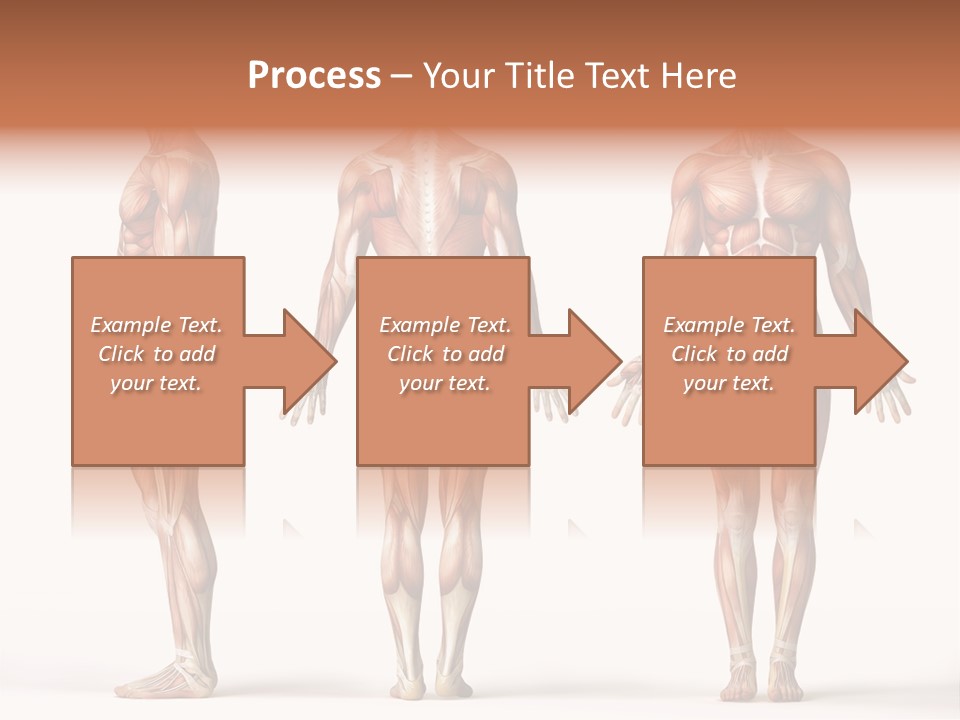 System Anatomical Human PowerPoint Template