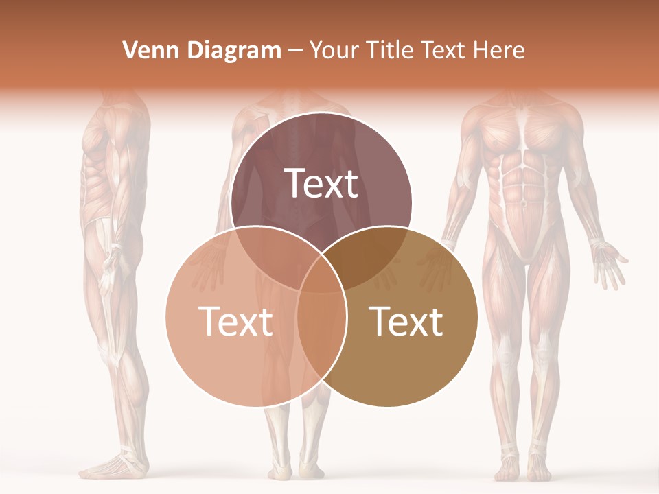 System Anatomical Human PowerPoint Template