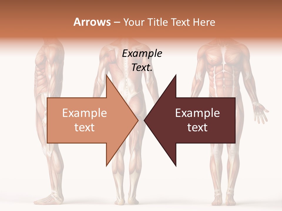 System Anatomical Human PowerPoint Template