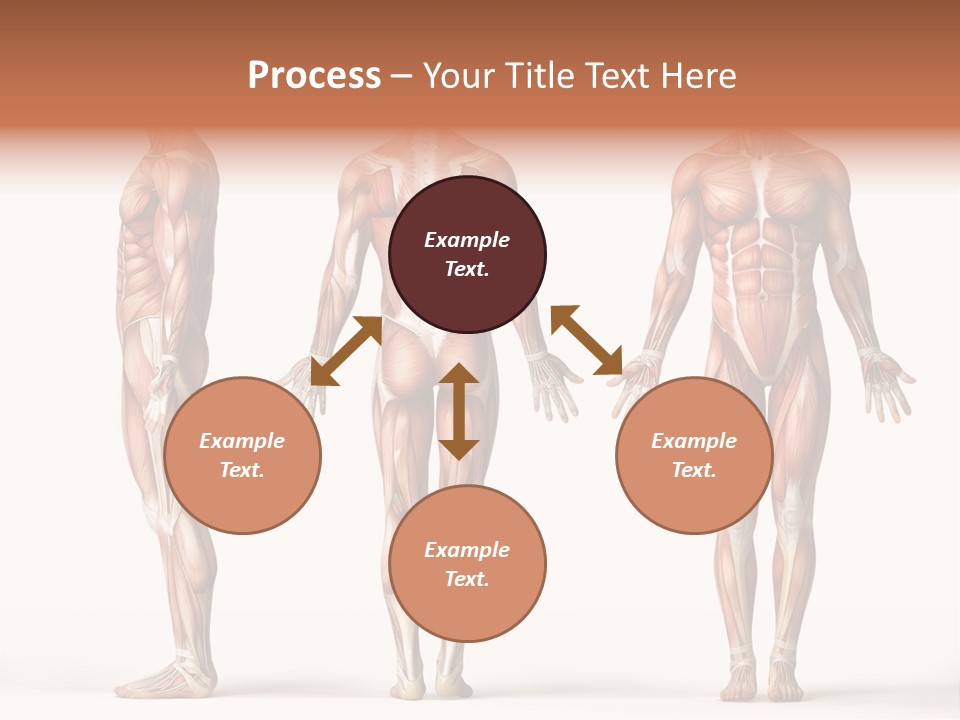 System Anatomical Human PowerPoint Template