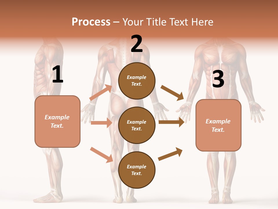 System Anatomical Human PowerPoint Template