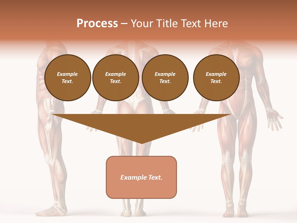 System Anatomical Human PowerPoint Template