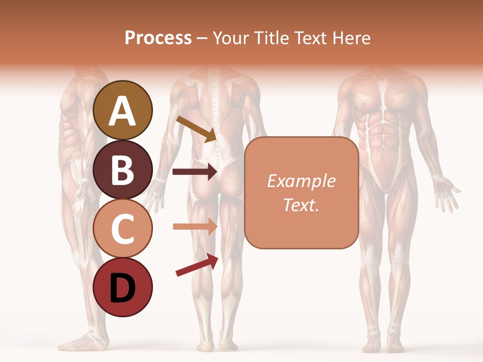 System Anatomical Human PowerPoint Template
