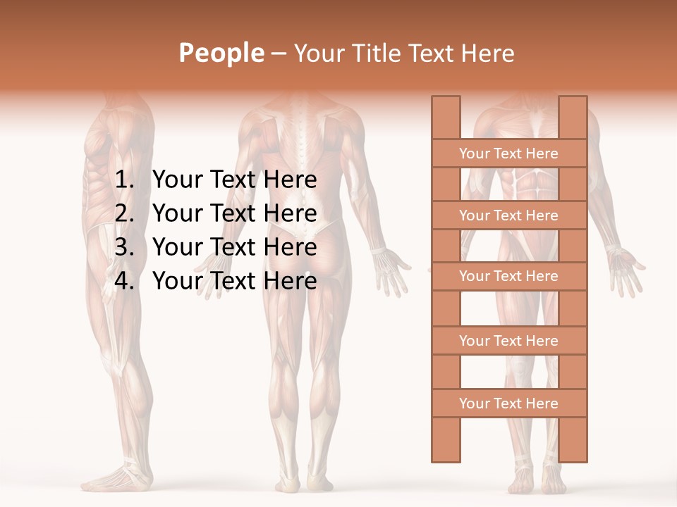 System Anatomical Human PowerPoint Template