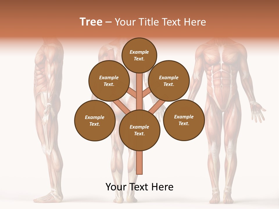 System Anatomical Human PowerPoint Template