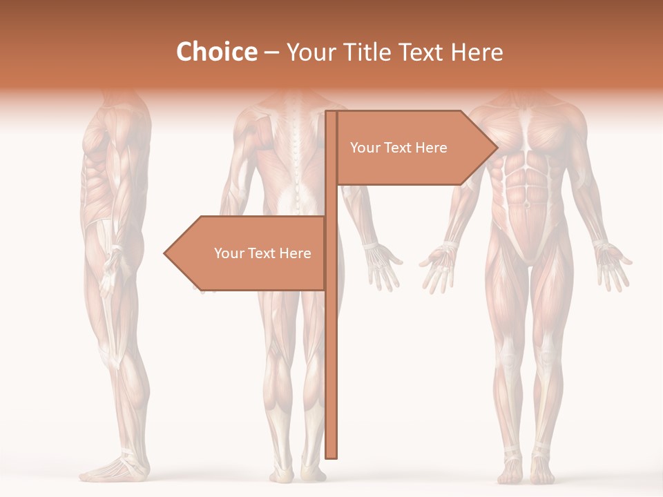 System Anatomical Human PowerPoint Template