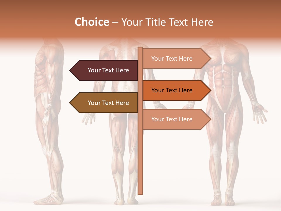 System Anatomical Human PowerPoint Template