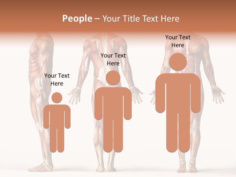 System Anatomical Human PowerPoint Template