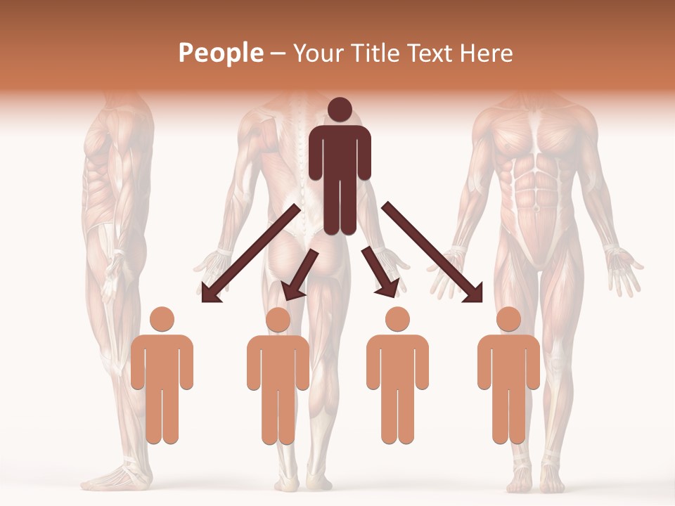 System Anatomical Human PowerPoint Template