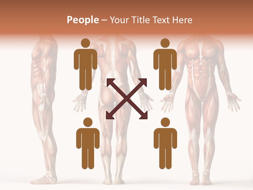 System Anatomical Human PowerPoint Template