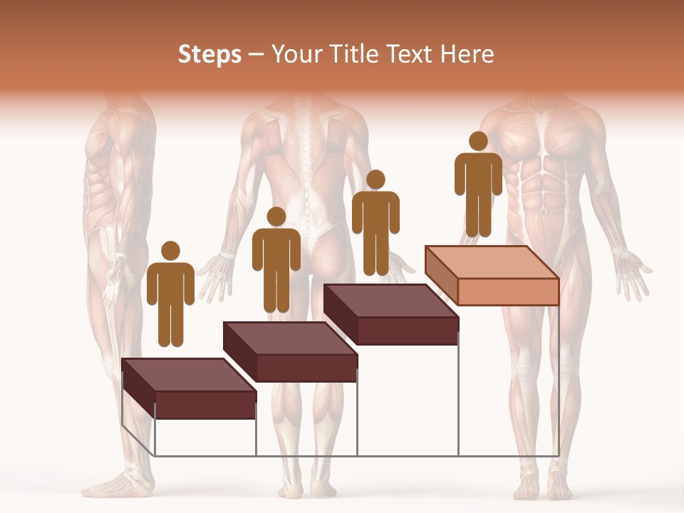 System Anatomical Human PowerPoint Template
