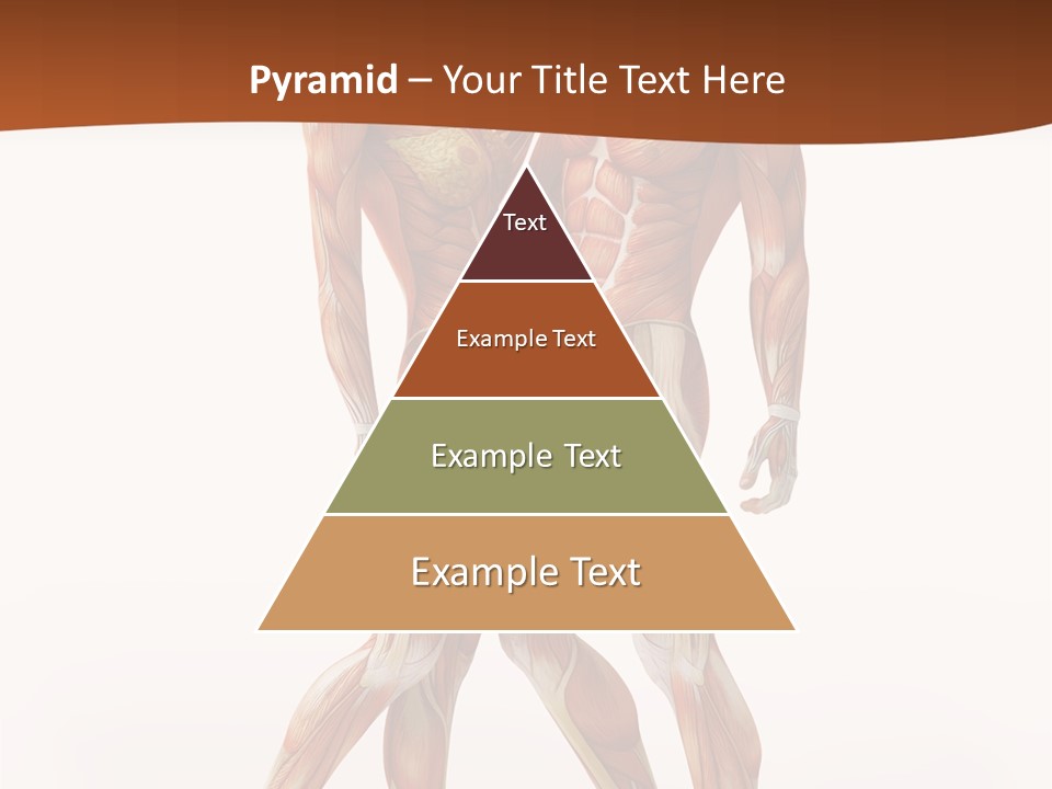 Human  Angle PowerPoint Template
