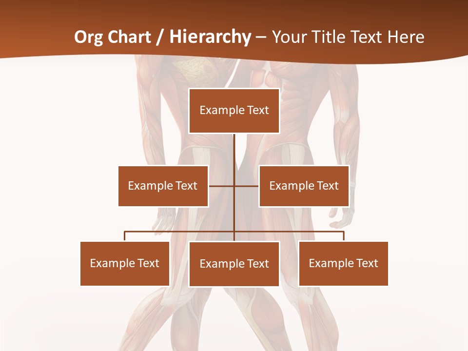 Human  Angle PowerPoint Template