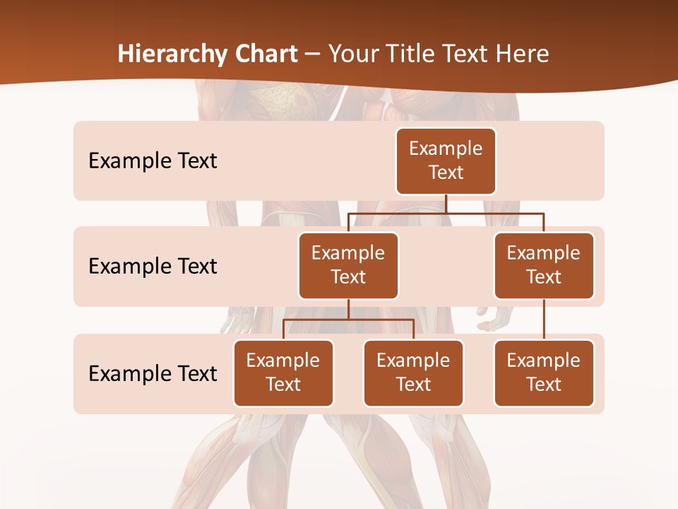 Human  Angle PowerPoint Template