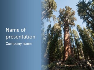 Sequoia Mountain California PowerPoint Template