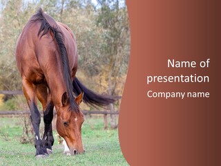 Pasture Riding Pose PowerPoint Template