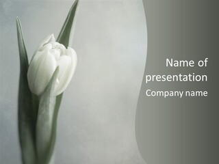 Pure Green Tulip PowerPoint Template