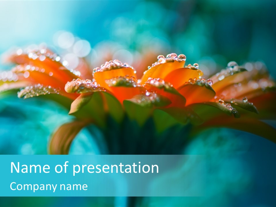 Petal Orange Water PowerPoint Template