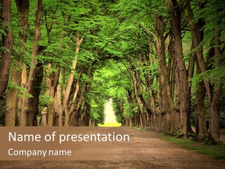 Forest Czech Republic Road PowerPoint Template