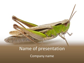 No People Wild Animal Bushcricket PowerPoint Template