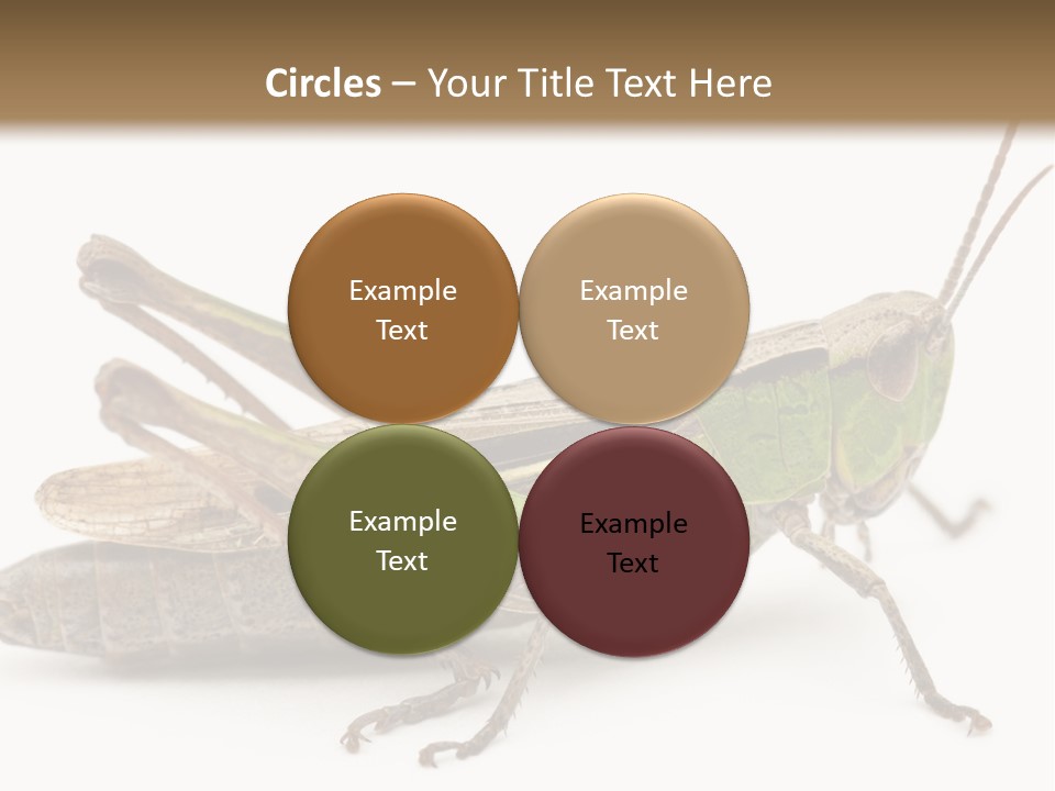 No People Wild Animal Bushcricket PowerPoint Template