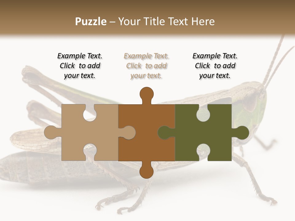No People Wild Animal Bushcricket PowerPoint Template