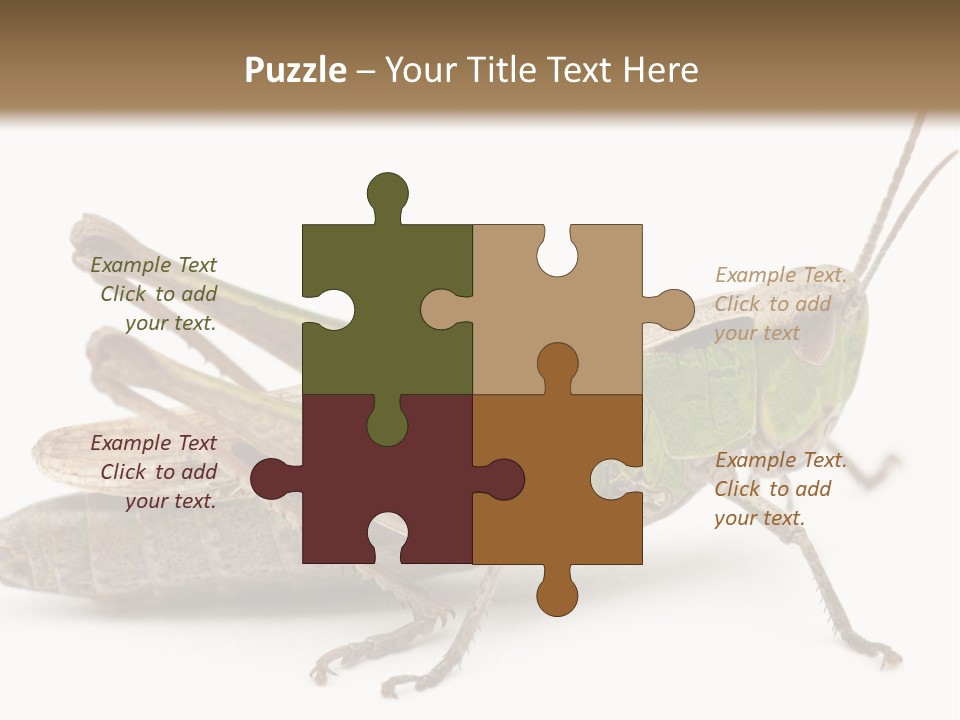 No People Wild Animal Bushcricket PowerPoint Template