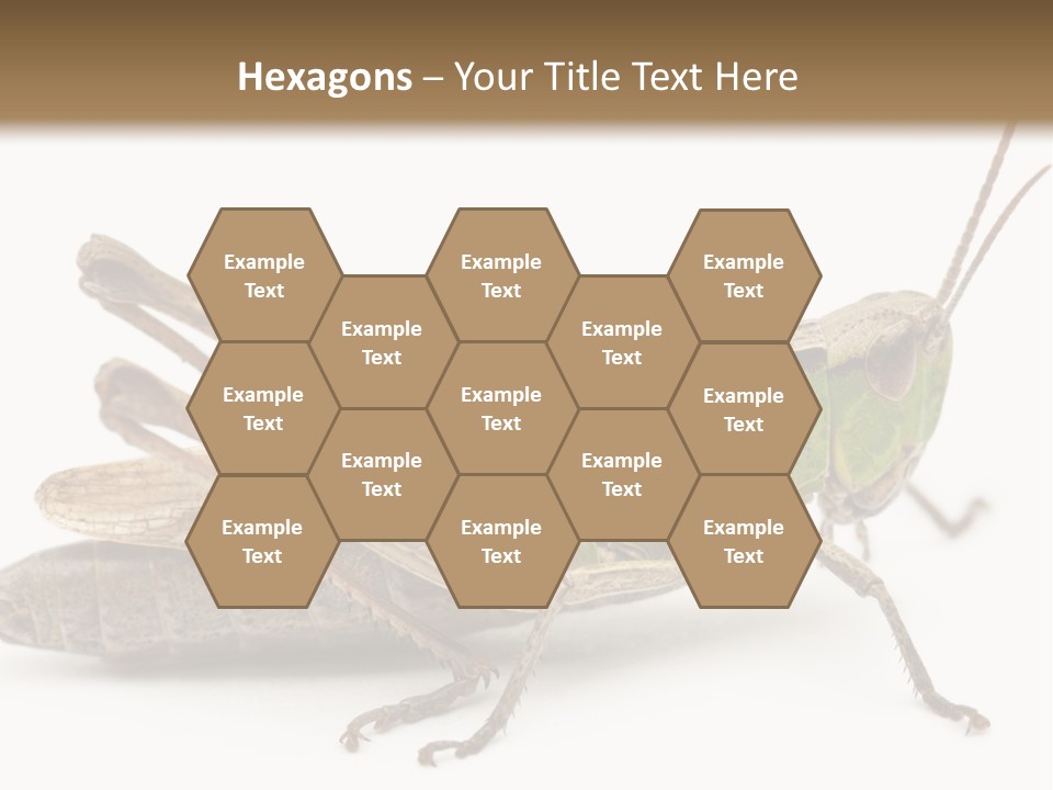No People Wild Animal Bushcricket PowerPoint Template