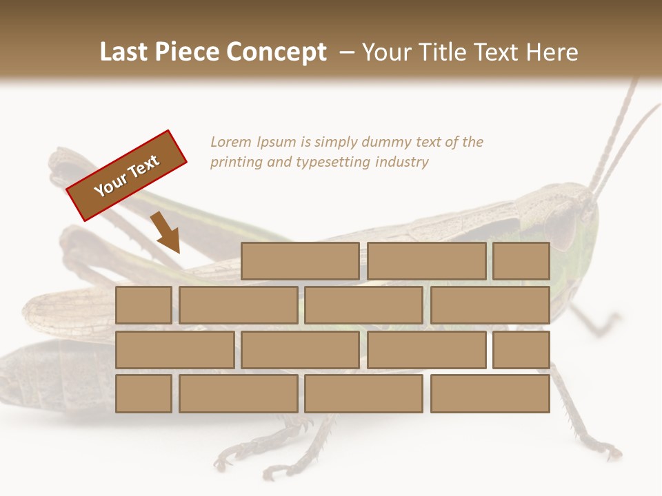 No People Wild Animal Bushcricket PowerPoint Template