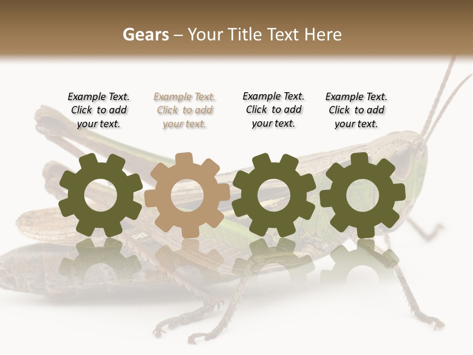 No People Wild Animal Bushcricket PowerPoint Template