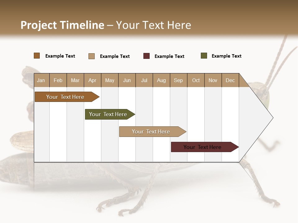 No People Wild Animal Bushcricket PowerPoint Template