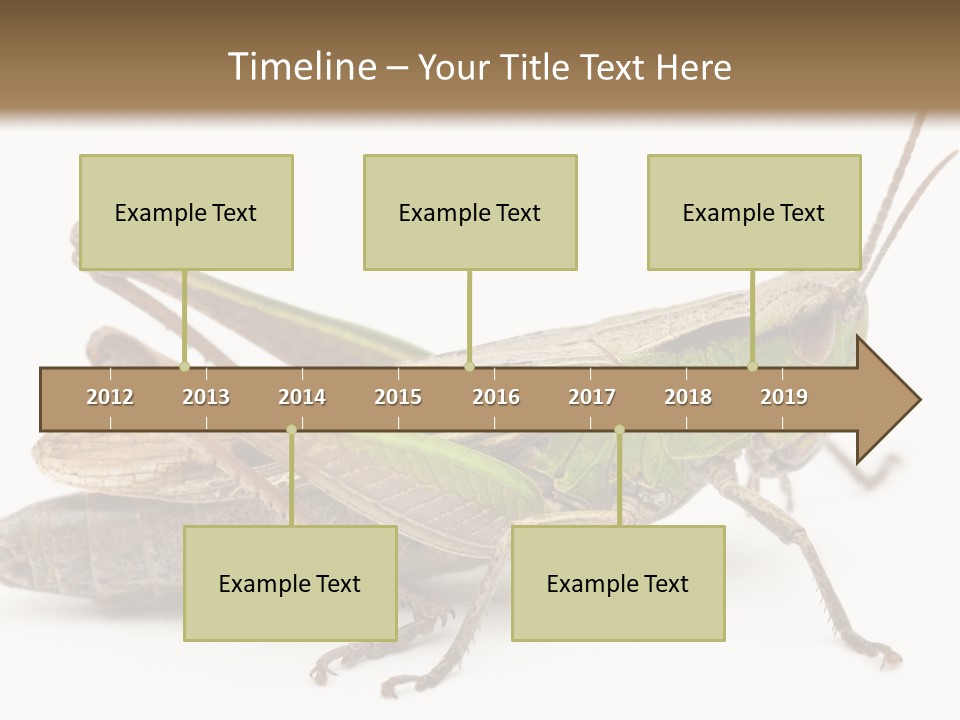 No People Wild Animal Bushcricket PowerPoint Template