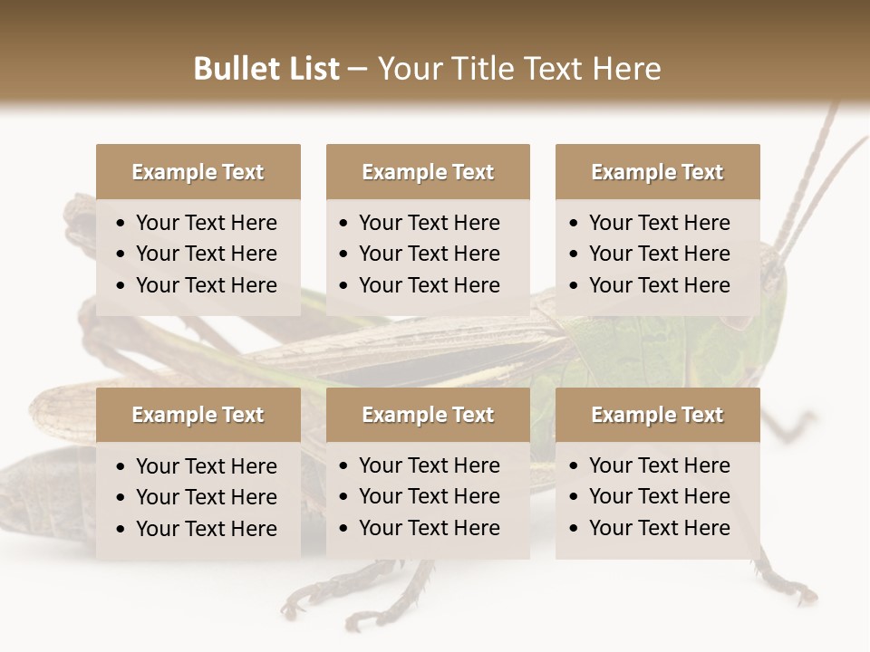 No People Wild Animal Bushcricket PowerPoint Template