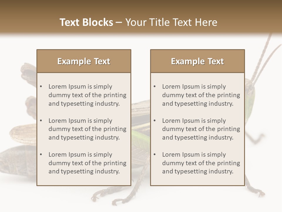 No People Wild Animal Bushcricket PowerPoint Template