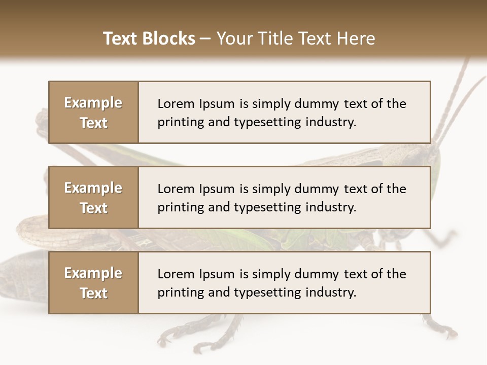 No People Wild Animal Bushcricket PowerPoint Template