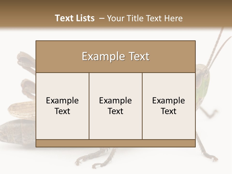 No People Wild Animal Bushcricket PowerPoint Template