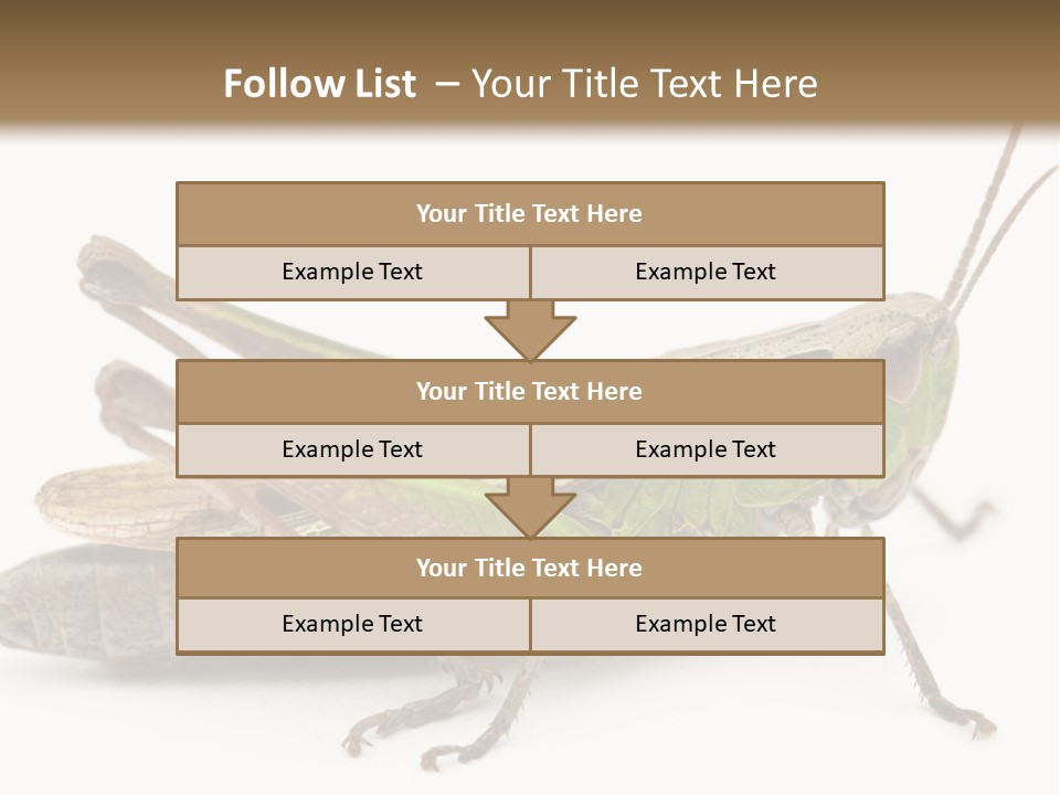 No People Wild Animal Bushcricket PowerPoint Template