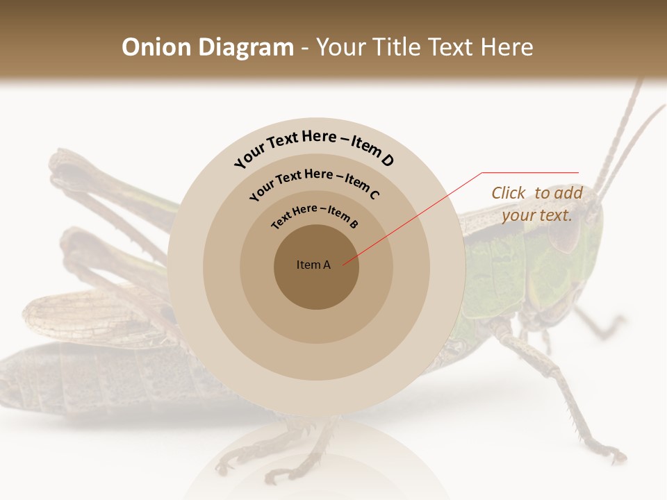 No People Wild Animal Bushcricket PowerPoint Template