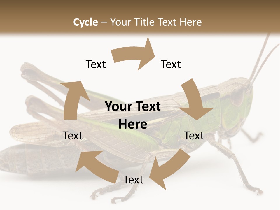 No People Wild Animal Bushcricket PowerPoint Template