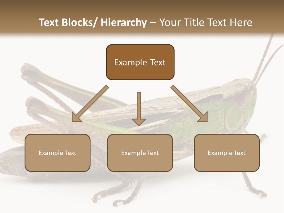 No People Wild Animal Bushcricket PowerPoint Template