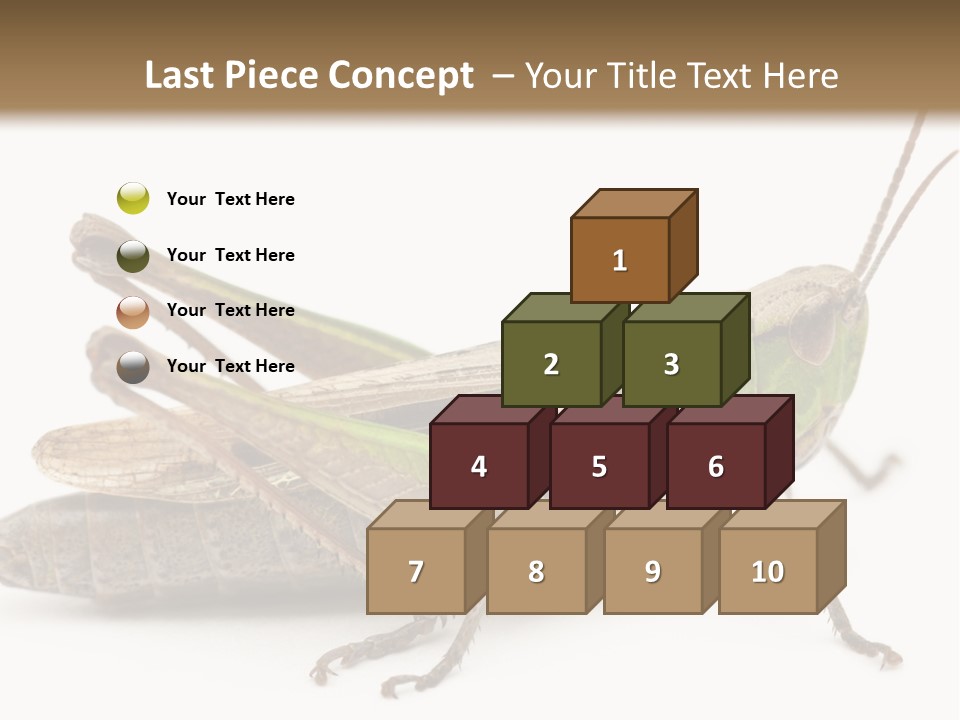 No People Wild Animal Bushcricket PowerPoint Template