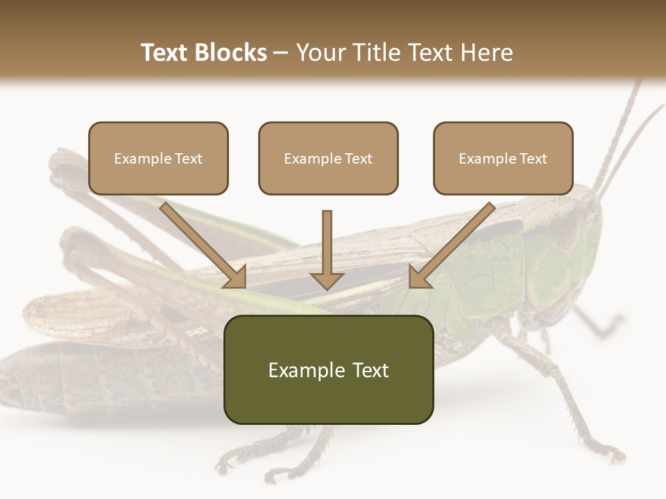 No People Wild Animal Bushcricket PowerPoint Template