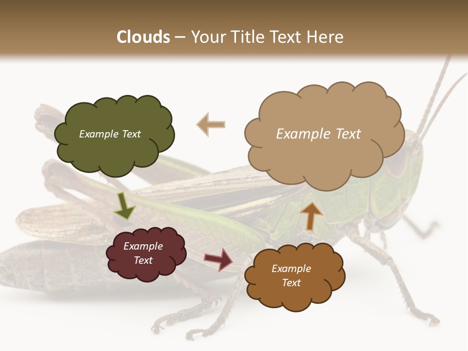 No People Wild Animal Bushcricket PowerPoint Template