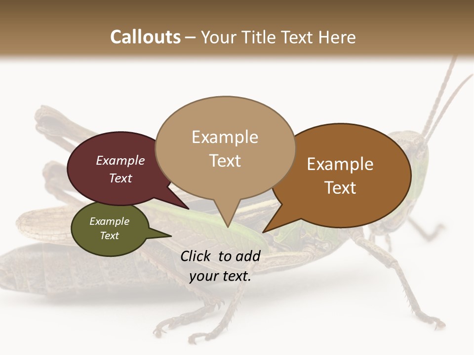 No People Wild Animal Bushcricket PowerPoint Template