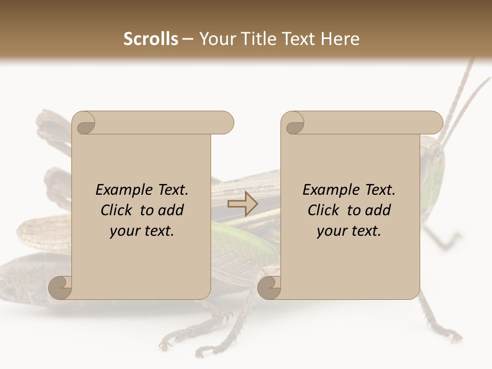 No People Wild Animal Bushcricket PowerPoint Template